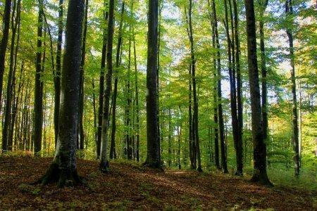 Афиша Интересные места для посещения онлайн: До Всесвітньої спадщини ЮНЕСКО хочуть внести ліси Карпат онлайн
