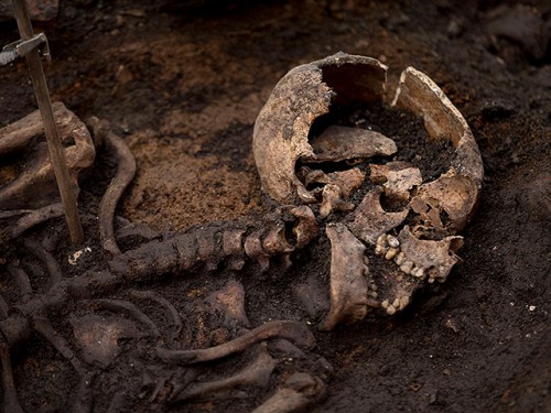 Афиша Музеи онлайн: Древнейший носитель чумы обнаружен при раскопках в Латвии онлайн