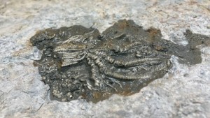 Афиша Скам'янілості істот Юрського періоду виявлено онлайн