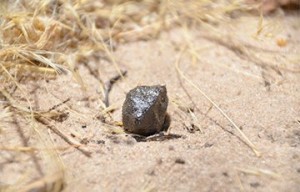 Афиша Происхождение найденного в Ботсване метеорита выяснили ученые онлайн