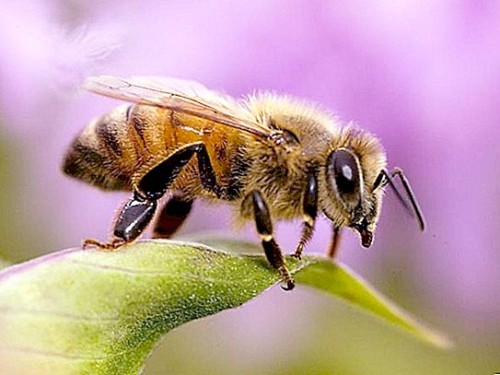 Афиша Музеи онлайн: Стимулювати виділення летючих речовин квітами може жало бджоли онлайн
