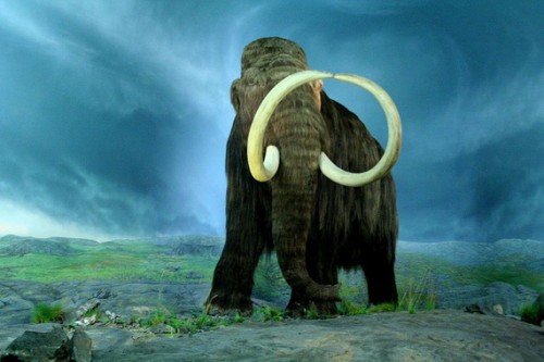 Афиша Музеи онлайн: Довго мандрували по Землі льодовикового періоду мамонти онлайн