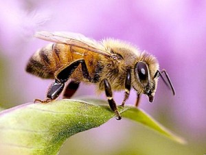 Афиша Стимулювати виділення летючих речовин квітами може жало бджоли онлайн