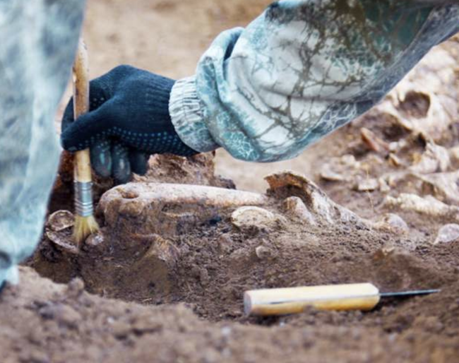 Афиша Музеи онлайн: На півдні Франції розкопали кістки невідомого предка ссавців онлайн