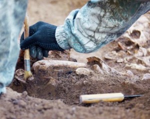 Афиша На півдні Франції розкопали кістки невідомого предка ссавців онлайн
