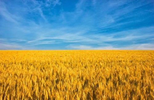Афиша Полезные услуги онлайн: Гуманітарна допомога: 125 тис тонн зерна Україна надасть країнам Африки та Азії онлайн