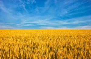 Афиша Гуманітарна допомога: 125 тис тонн зерна Україна надасть країнам Африки та Азії онлайн