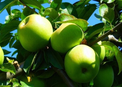 Афиша Вкусные рецепты онлайн: Головні причини їсти яблука названі онлайн