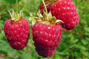 Афиша Для уповільнення старіння названо найкращу ягоду онлайн