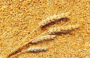 Афиша Експорт зерна до Польщі призупинить Україна онлайн